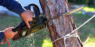 Best Tree Preservation Services  in Hawthorne, NY