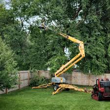 Tree and Shrub Care in Hawthorne, NY