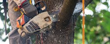 Best Tree Cabling and Bracing  in Hawthorne, NY