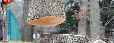 Best Emergency Tree Removal  in Hawthorne, NY