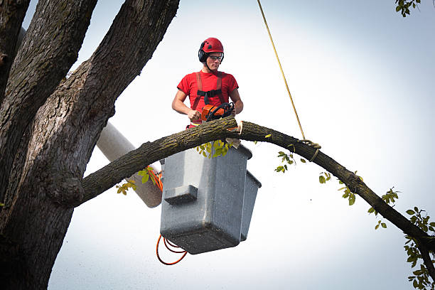 Best Root Management and Removal  in Hawthorne, NY