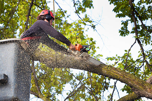 Trusted Hawthorne, NY Tree Services Experts