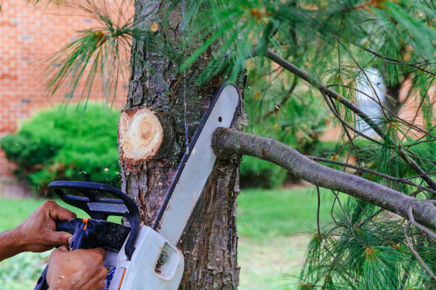  Hawthorne, NY Tree Services Pros